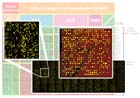 Image Analysis of DNA microarrays